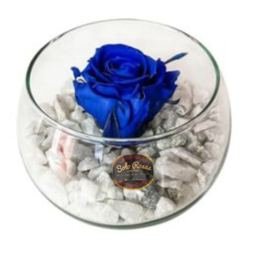 Pecera de vidrio decorativa con rosa preservada azul y piedras decorativas blancas.